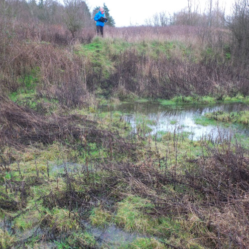 BREEAM Ecology Assessments
