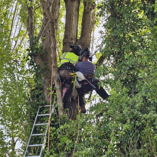 Protected Species Surveys