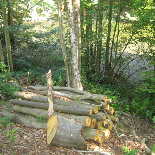 Ecological Impact Assessment & Mitigation (EcIA)