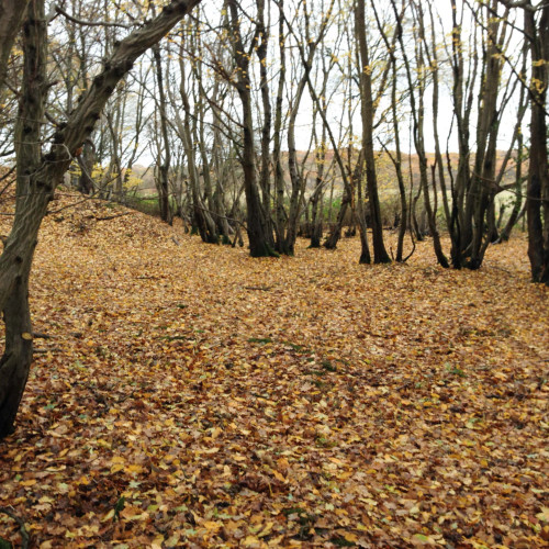 Shadow Habitat Regulations Assessment (HRA)